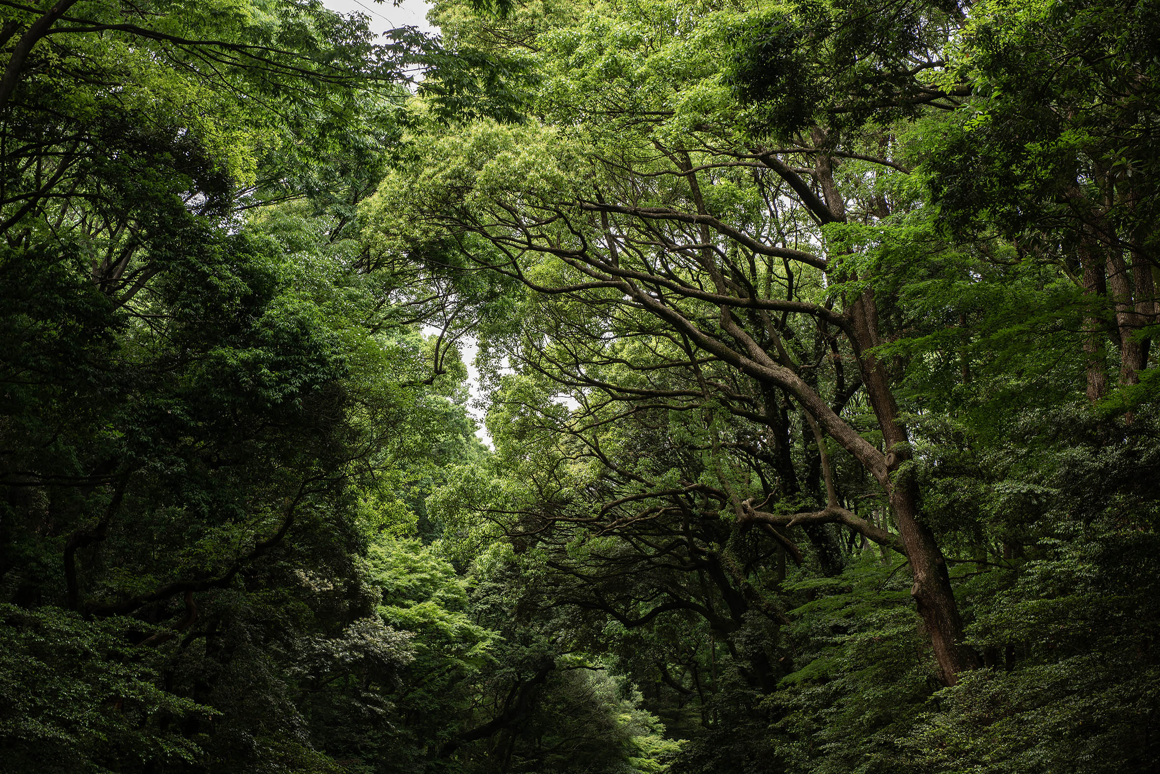 Japan – Magnum Fine Art